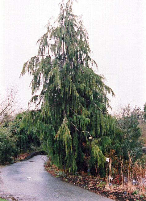 Weeping Nootka Cypress