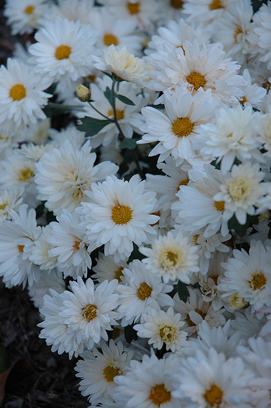 White Daisy Chrysanthemum Chrysanthemum 39;White Daisy39; at Shelmerdin