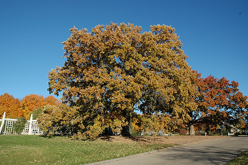 Bur Oak Quercus Macrocarpa In Winnipeg Headingley Oak Bluff