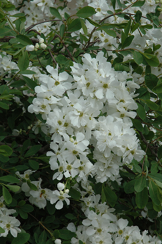 Pearl Bush