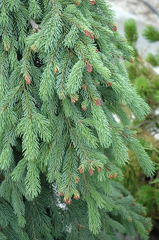 Weeping White Spruce (Picea glauca 'Pendula') at Shelmerdine Garden Center