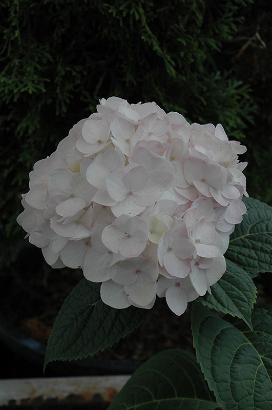  fullsize photo of Blushing Bride Hydrangea Hydrangea macrophylla