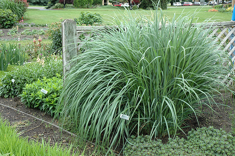 Northwind Switch Grass Panicum Virgatum Northwind In Winnipeg Headingley Oak Bluff Manitoba