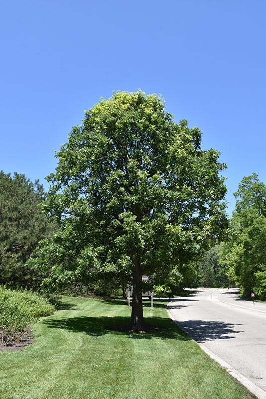 Bur Oak Quercus Macrocarpa In Winnipeg Headingley Oak Bluff