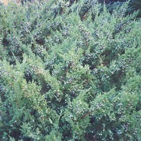 Plant Photo 8