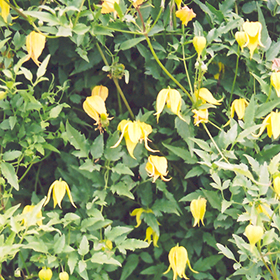 Plant Photo 5