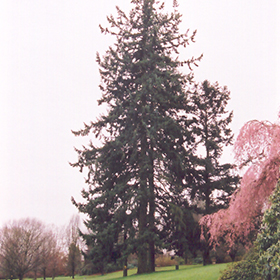 Plant Photo 7
