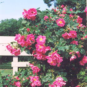 Plant Photo 9