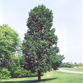 Plant Photo 1