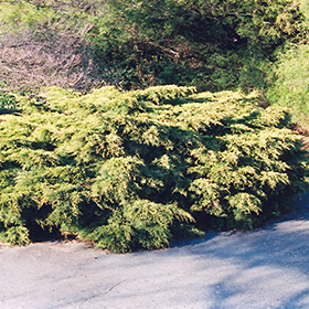 Plant Photo 9