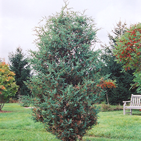 Plant Photo 10