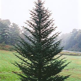 Plant Photo 4