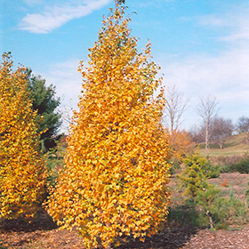 Plant Photo 6