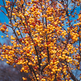 Plant Photo 10