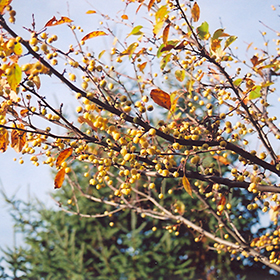 Plant Photo 4