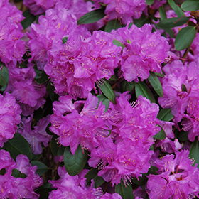 Plant Photo 4