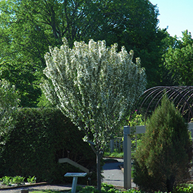 Plant Photo 10