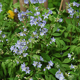 Plant Photo 1
