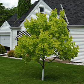 Plant Photo 10