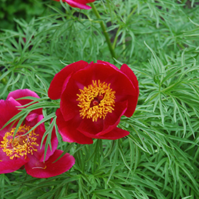 Plant Photo 1