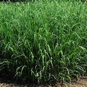 Plant Photo 1