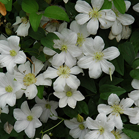 Plant Photo 6