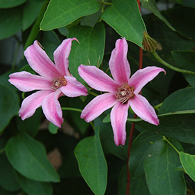 Plant Photo 7