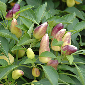 Plant Photo 3