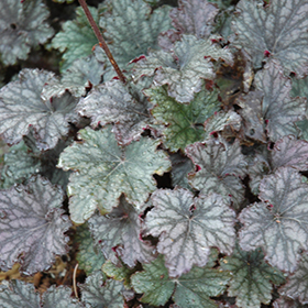 Plant Photo 3
