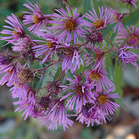 Plant Photo 1