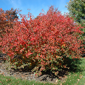 Plant Photo 5