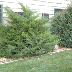 Plant Photo 9