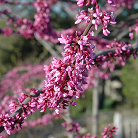 Plant Photo 4