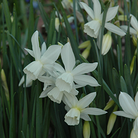 Plant Photo 6