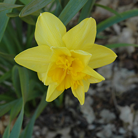 Plant Photo 8