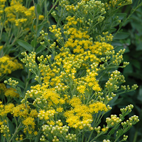 Plant Photo 3