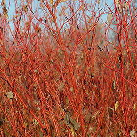Plant Photo 6