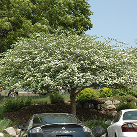 Plant Photo 4