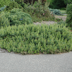 Plant Photo 2