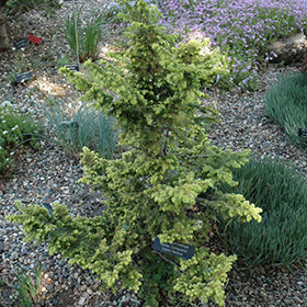 Plant Photo 7