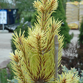 Plant Photo 8