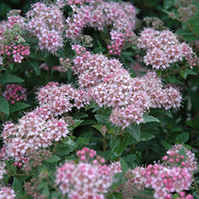 Plant Photo 2