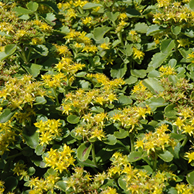 Plant Photo 9
