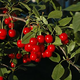 Plant Photo 6