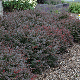 Plant Photo 5