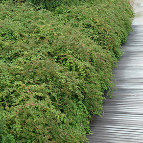 Plant Photo 8