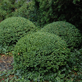 Plant Photo 10