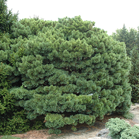 Plant Photo 1