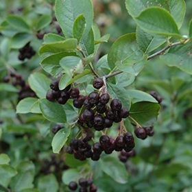 Plant Photo 9