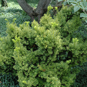 Plant Photo 7